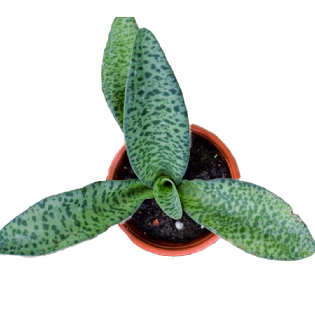Silver Squill Ledebouria Socialis